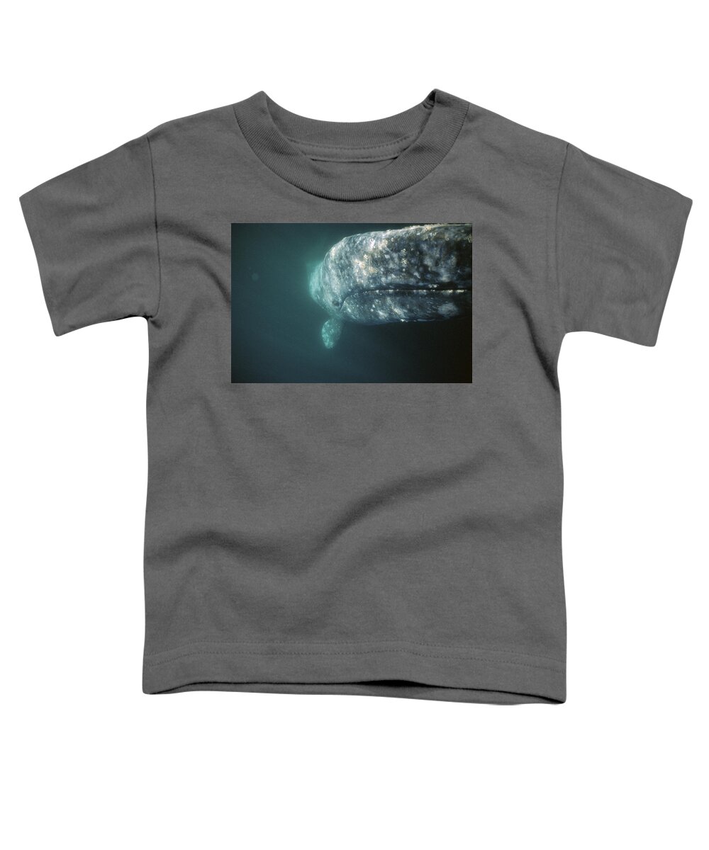 Feb0514 Toddler T-Shirt featuring the photograph Gray Whale Investigating Underside #1 by Tui De Roy