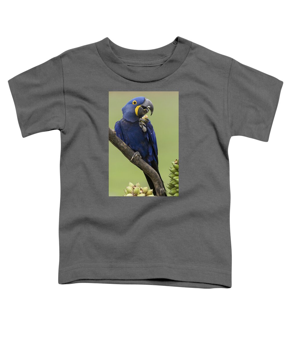 Suzi Eszterhas Toddler T-Shirt featuring the photograph Hyacinth Macaw Eating Palm Nut by Suzi Eszterhas