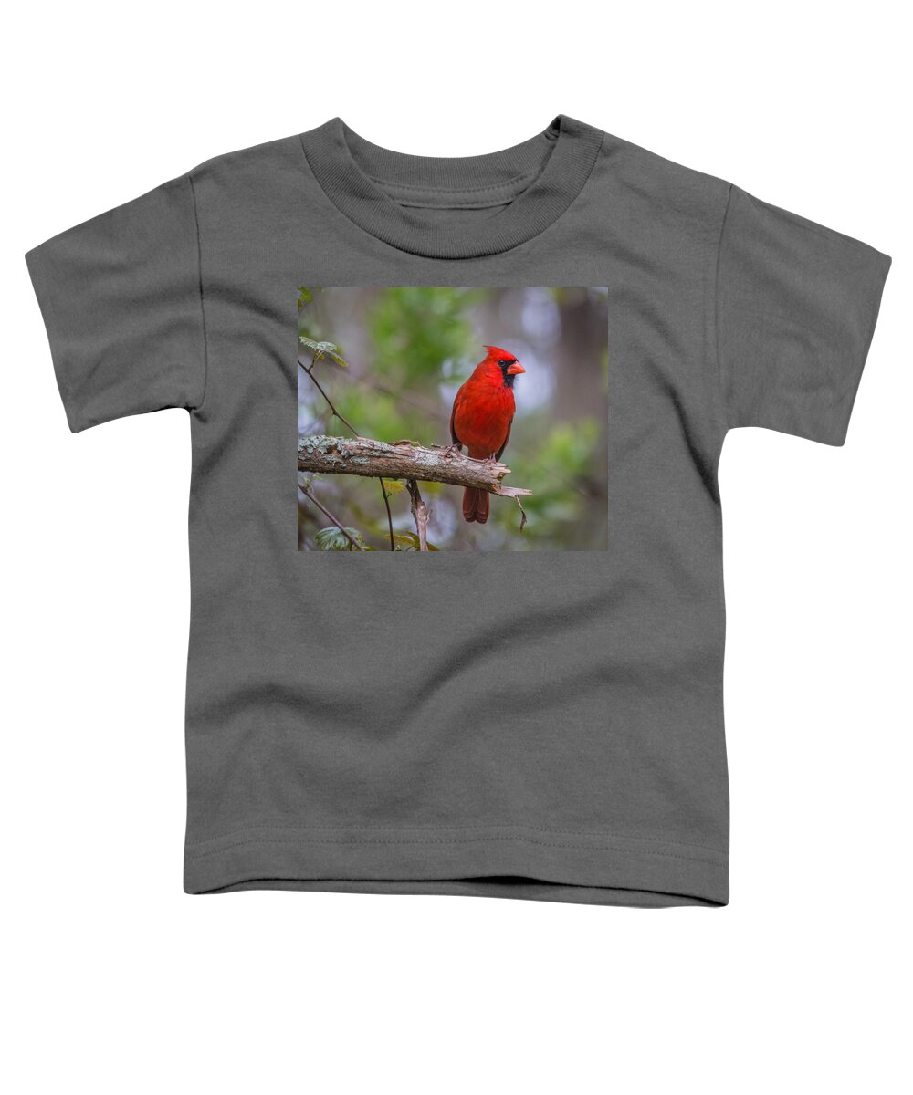 Florida Toddler T-Shirt featuring the photograph Male Cardinal #1 by Jane Luxton