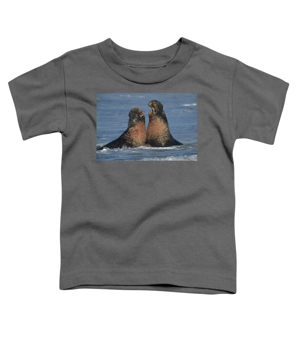 Feb0514 Toddler T-Shirt featuring the photograph Northern Elephant Seal Males Fighting #1 by Tim Fitzharris