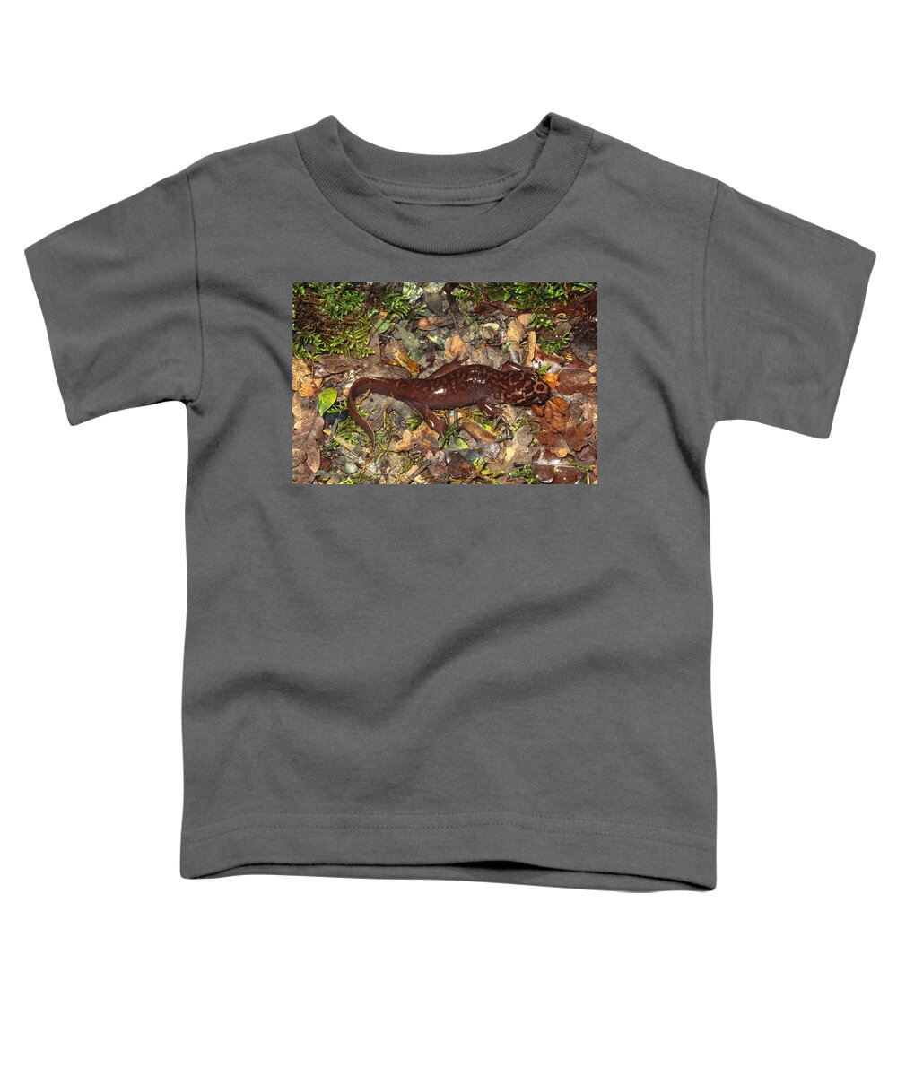 Amphibia Toddler T-Shirt featuring the photograph Pacific Giant Salamander by Karl H. Switak