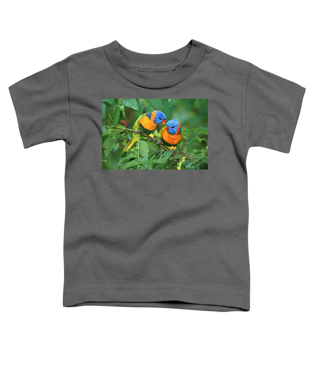 00600703 Toddler T-Shirt featuring the photograph Rainbow Lorikeet Pair #2 by Matthias Breiter