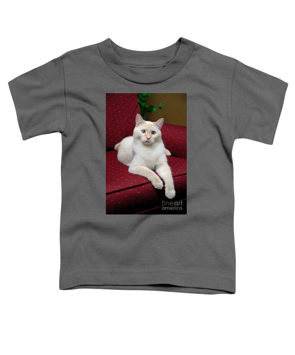 Blue Eyes Toddler T-Shirt featuring the photograph Flame Point Siamese Cat #10 by Amy Cicconi