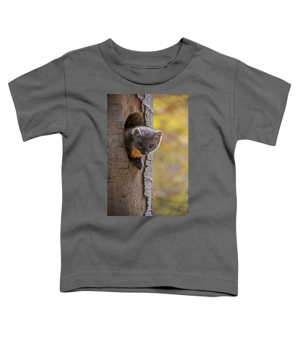 European Pine Marten Toddler T-Shirt featuring the photograph 131114p020 by Arterra Picture Library