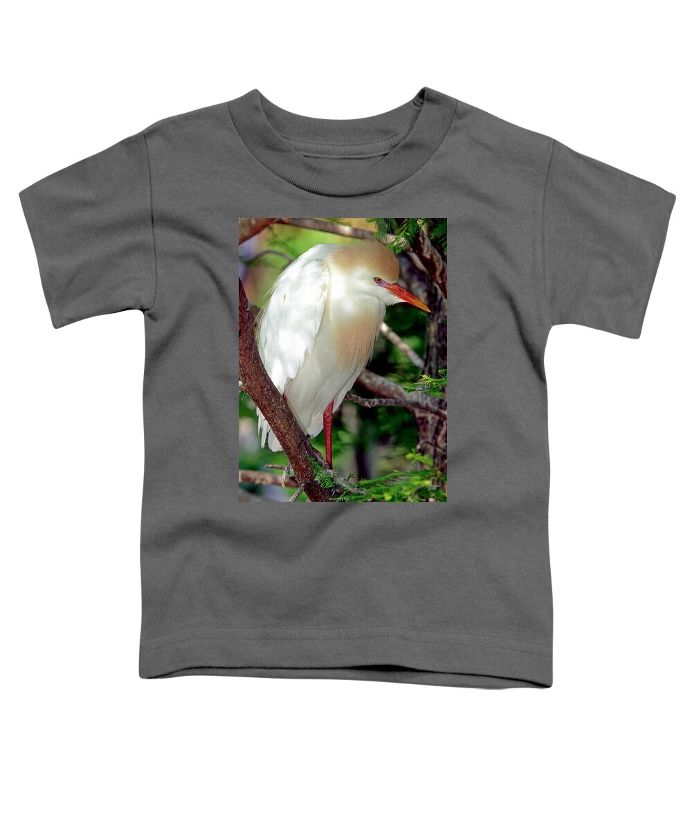 Fauna Toddler T-Shirt featuring the photograph Cattle Egret Adult In Breeding Plumage #15 by Millard H. Sharp