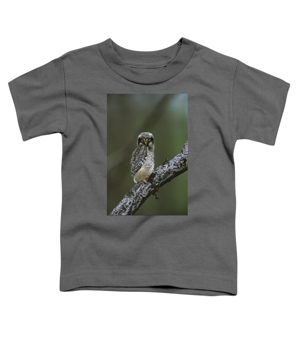 00220914 Toddler T-Shirt featuring the photograph Northern Hawk Owl Chick by TomVezo