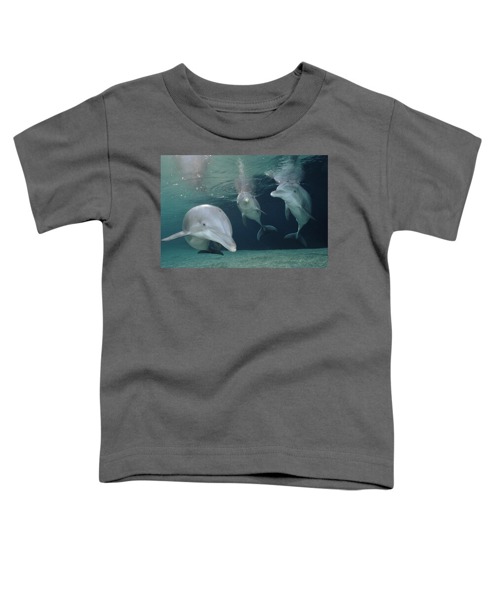 Feb0514 Toddler T-Shirt featuring the photograph Bottlenose Dolphin Trio Hawaii #2 by Flip Nicklin