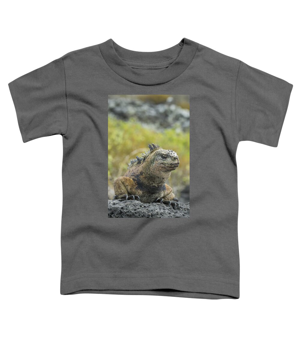 534128 Toddler T-Shirt featuring the photograph Marine Iguana Santa Cruz Isl Galapagos #2 by Tui De Roy