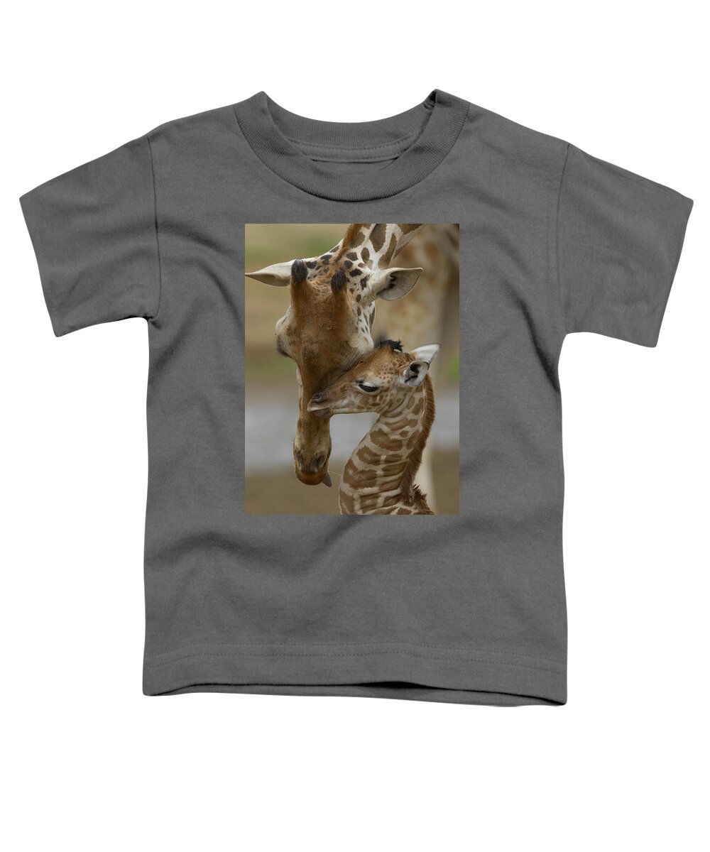 00119300 Toddler T-Shirt featuring the photograph Rothschild Giraffes Nuzzling by San Diego Zoo