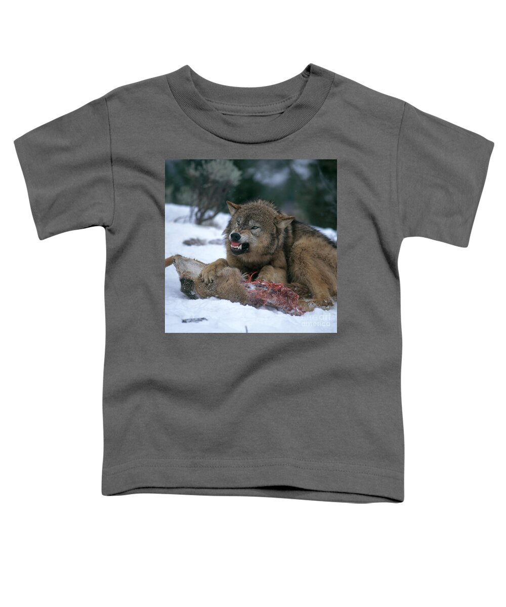 Gray Wolf Toddler T-Shirt featuring the photograph Timber Wolf #2 by Hans Reinhard