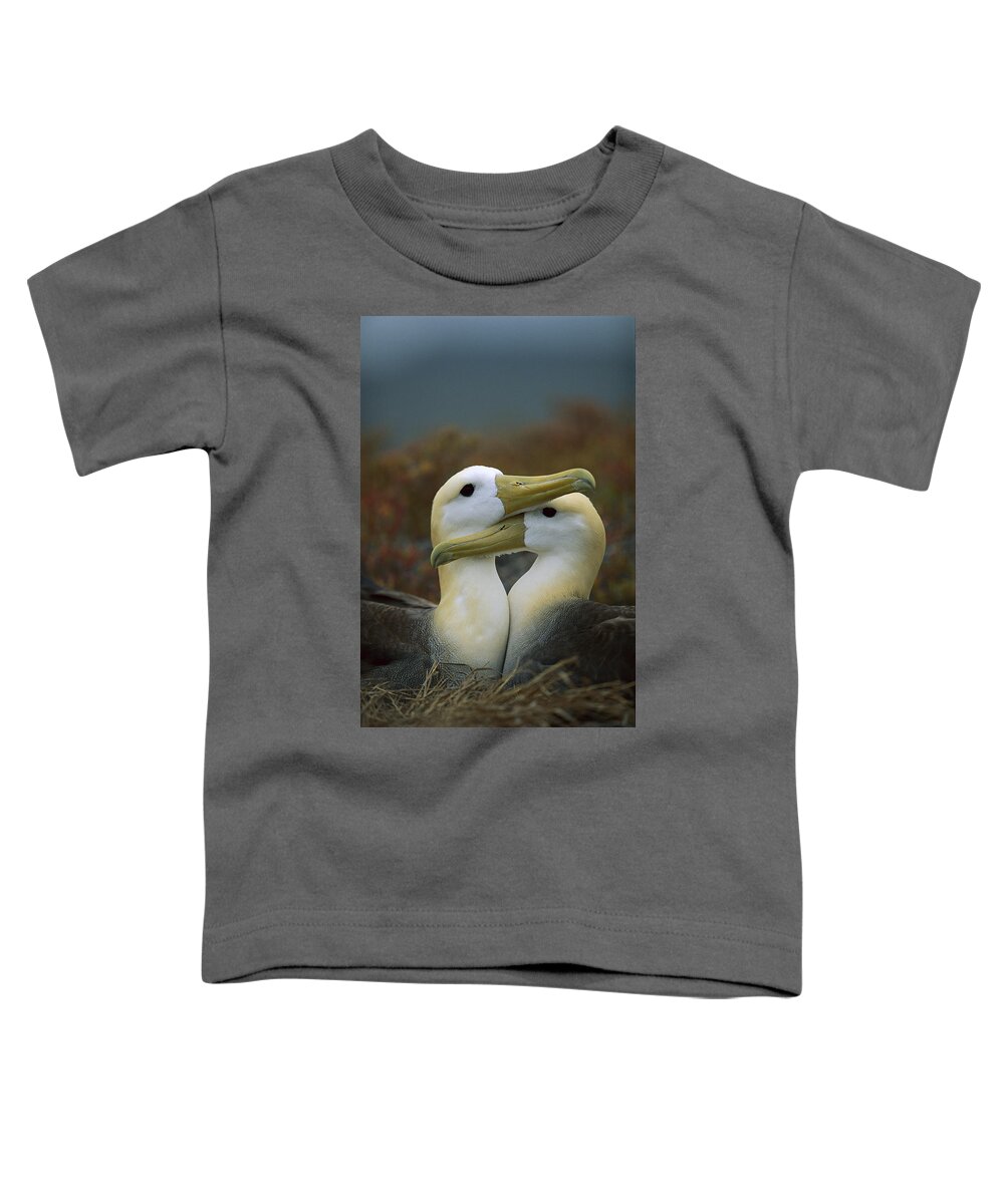 Feb0514 Toddler T-Shirt featuring the photograph Waved Albatross Pair Bonding Galapagos #2 by Tui De Roy