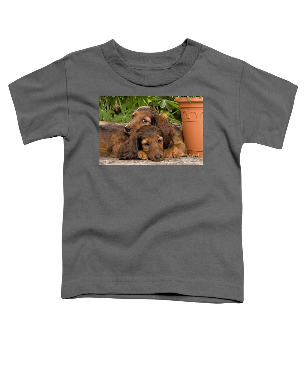 Dachshund Toddler T-Shirt featuring the photograph Long-haired Dachshunds by Jean-Michel Labat