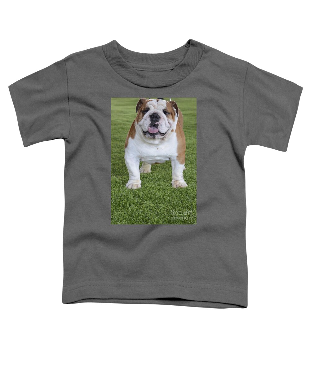 English Bulldog Toddler T-Shirt featuring the photograph English Bulldog by Amir Paz