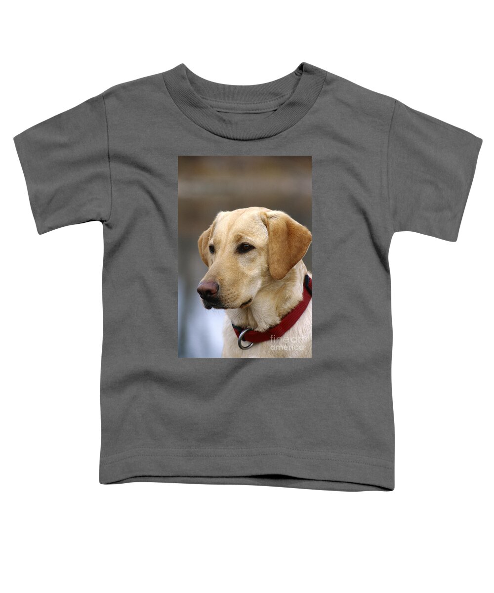 Animal Toddler T-Shirt featuring the photograph Yellow Labrador Retriever #7 by William H. Mullins