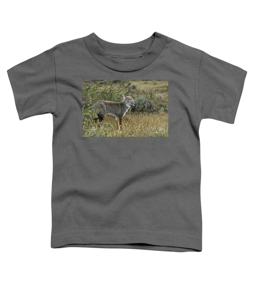 Patagonia Grey Fox Toddler T-Shirt featuring the photograph Patagonia Grey Fox #8 by John Shaw