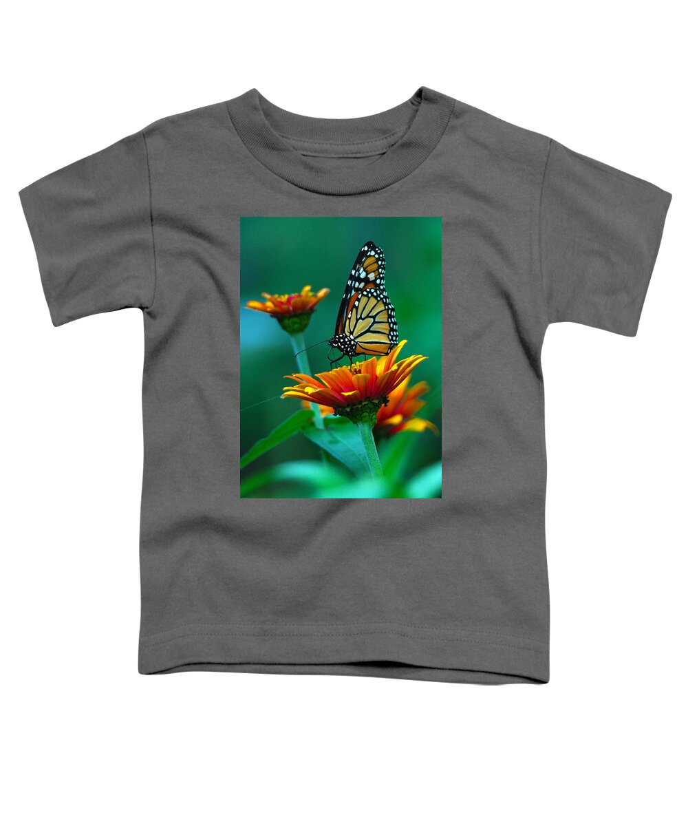 A Monarch Butterfly Toddler T-Shirt featuring the photograph A Monarch II by Raymond Salani III