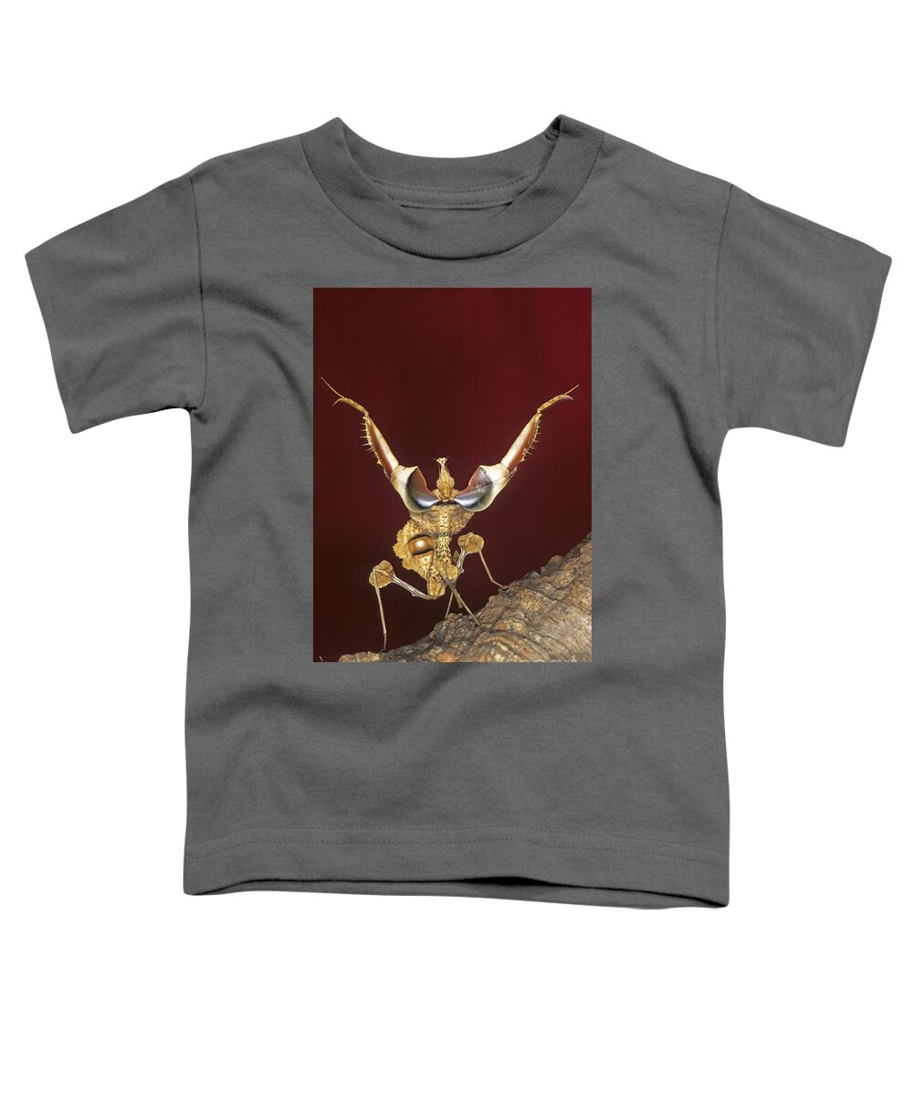 Mantis Toddler T-Shirt featuring the photograph African Devil Mantis by Francesco Tomasinelli