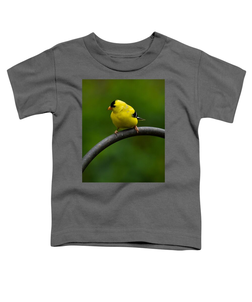 Goldfinch Toddler T-Shirt featuring the photograph American Goldfinch by Robert L Jackson
