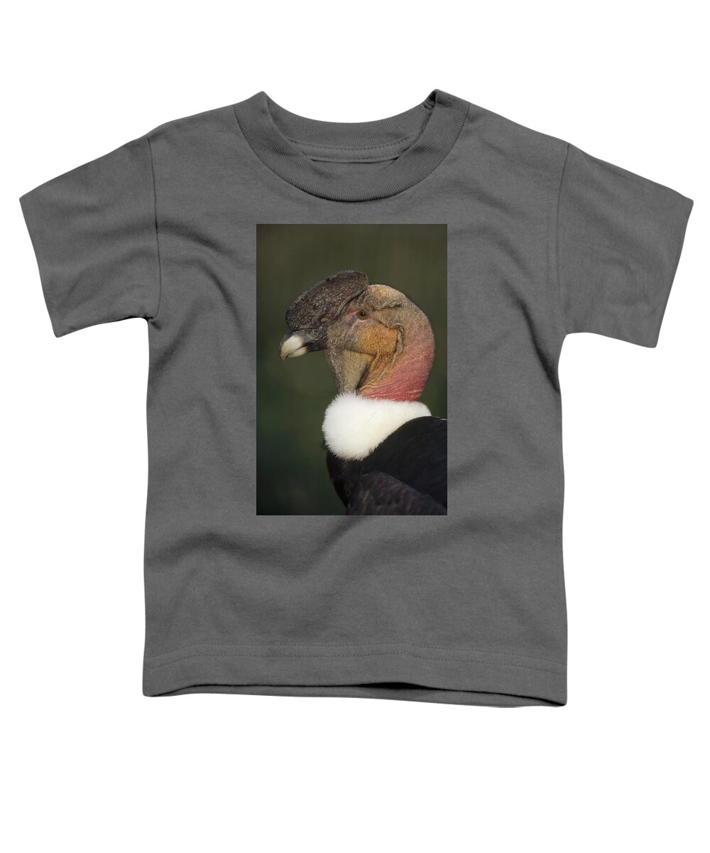 Feb0514 Toddler T-Shirt featuring the photograph Andean Condor Flushing Brightly Ecuador by Tui De Roy