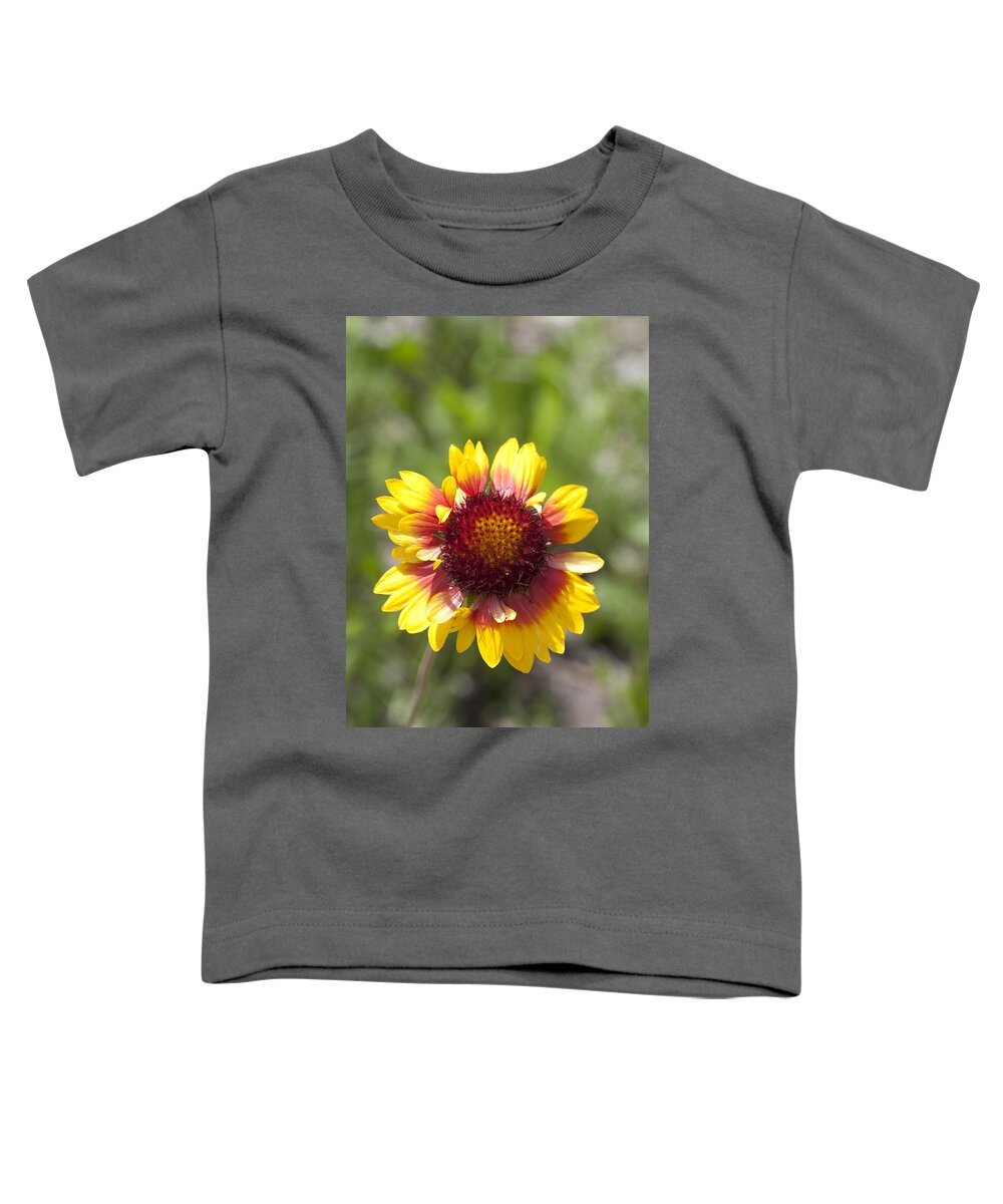 00478303 Toddler T-Shirt featuring the photograph Annual Coreopsis by Matthias Breiter