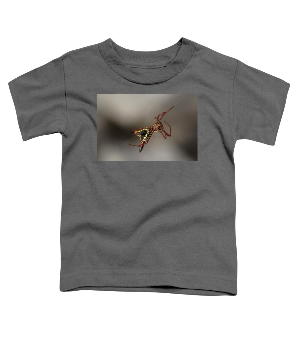 Arrow-shaped Micrathena Spider Starting A Web Toddler T-Shirt featuring the photograph Arrow-Shaped Micrathena Spider Starting A Web by Daniel Reed