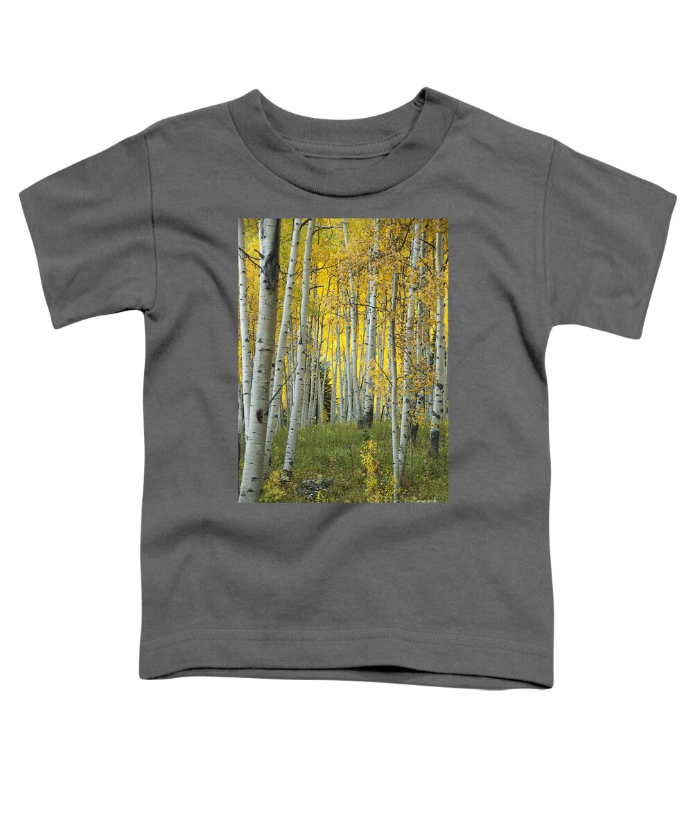 Alpine Toddler T-Shirt featuring the photograph Autumn in the Aspen Grove by Juli Scalzi