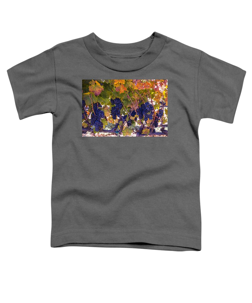 Grapes Toddler T-Shirt featuring the photograph Beautiful Grape Harvest by Garry Gay