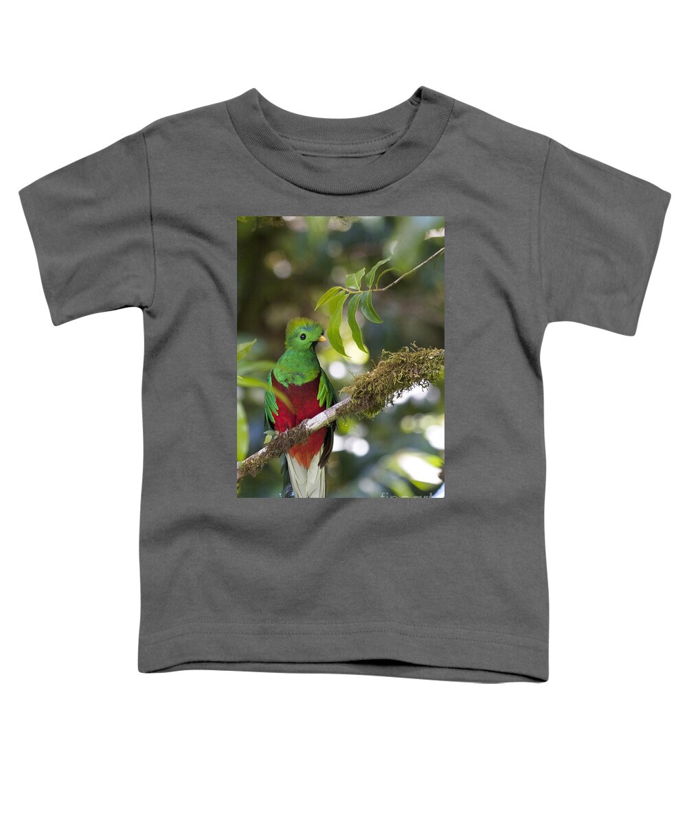 Bird Toddler T-Shirt featuring the photograph Beautiful Quetzal 1 by Heiko Koehrer-Wagner