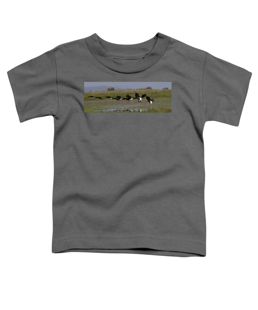 Nature Toddler T-Shirt featuring the photograph Black Stork, Ciconia nigra, landing, photomontage. by Tony Mills