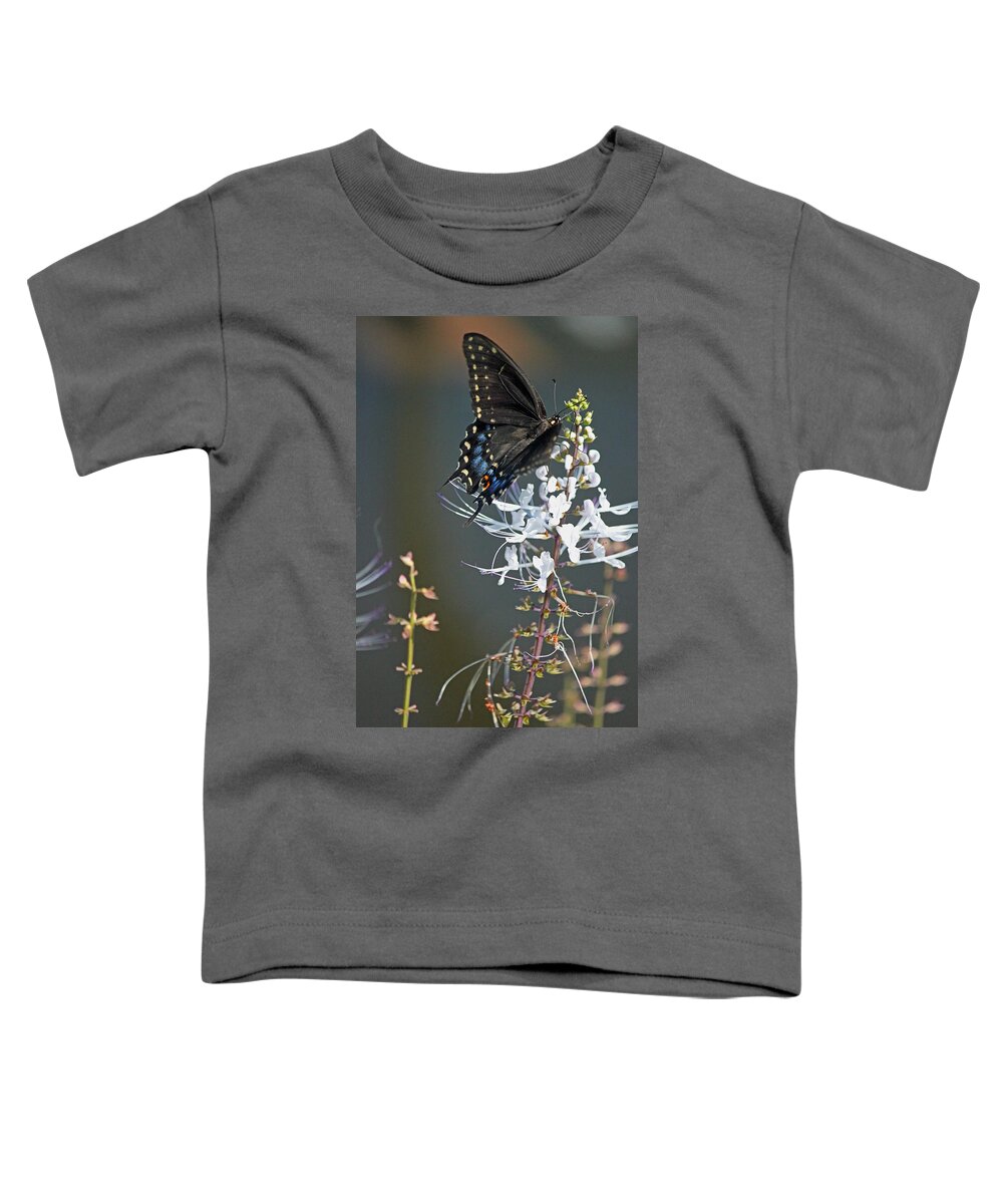 Butterfly Toddler T-Shirt featuring the photograph Black Swallowtail Among the Cats Whiskers by Suzanne Gaff