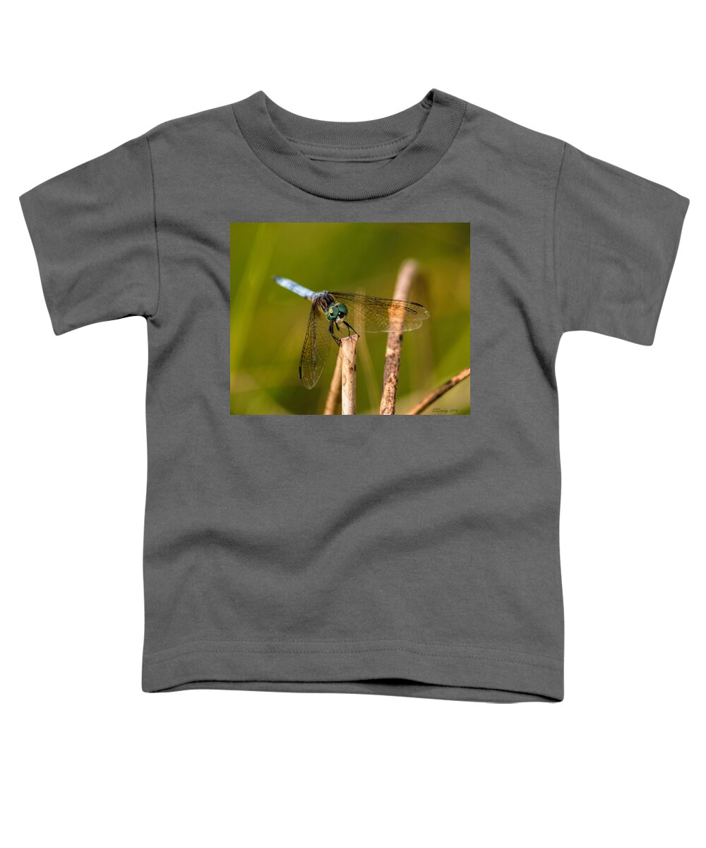Pachydiplax Longipennis Toddler T-Shirt featuring the photograph Blue Dasher by Susan Stevens Crosby