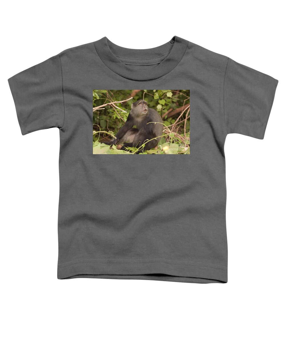 Blue Toddler T-Shirt featuring the photograph Blue monkey Cercopithecus mitis by Eyal Bartov