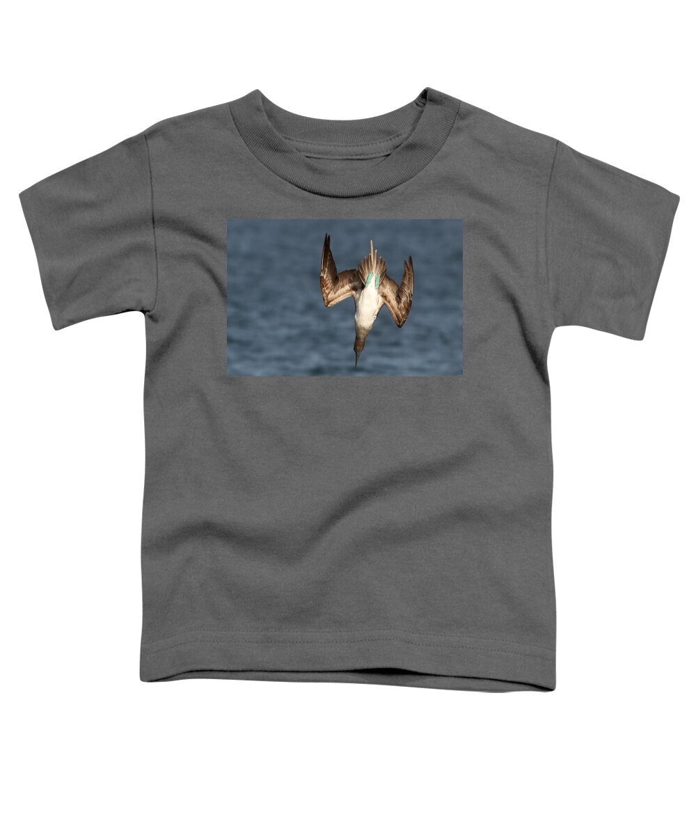 Galapagos Islands Toddler T-Shirt featuring the photograph Blue Streak 3 by David Beebe
