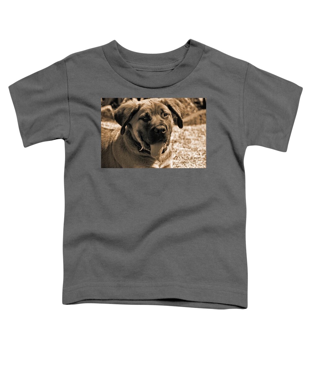 Dog Toddler T-Shirt featuring the photograph Boerboel-Sepia by Douglas Barnard