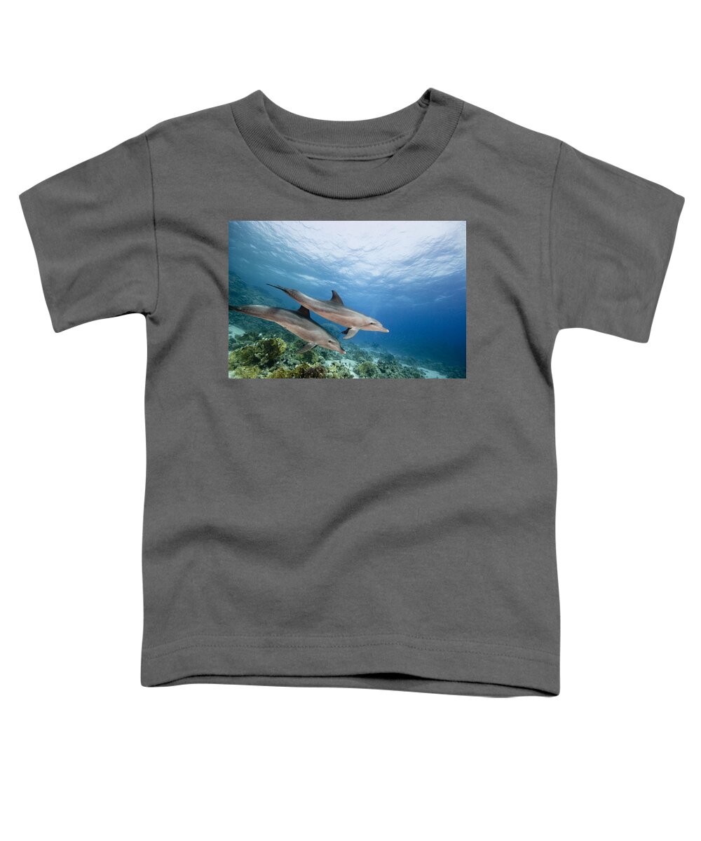 Nis Toddler T-Shirt featuring the photograph Bottlenose Dolphins Swimming Over Reef by Dray van Beeck