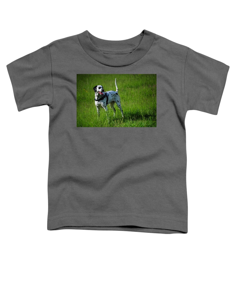 Dalmation Toddler T-Shirt featuring the photograph Brave Stand. Kokkie. Dalmation Dog by Jenny Rainbow