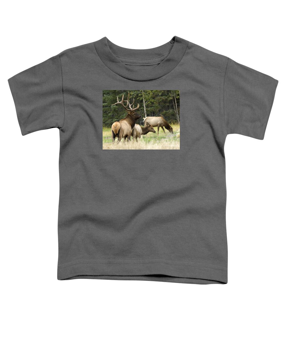 Elk Toddler T-Shirt featuring the photograph Bull Elk With His Harem by Bob Christopher