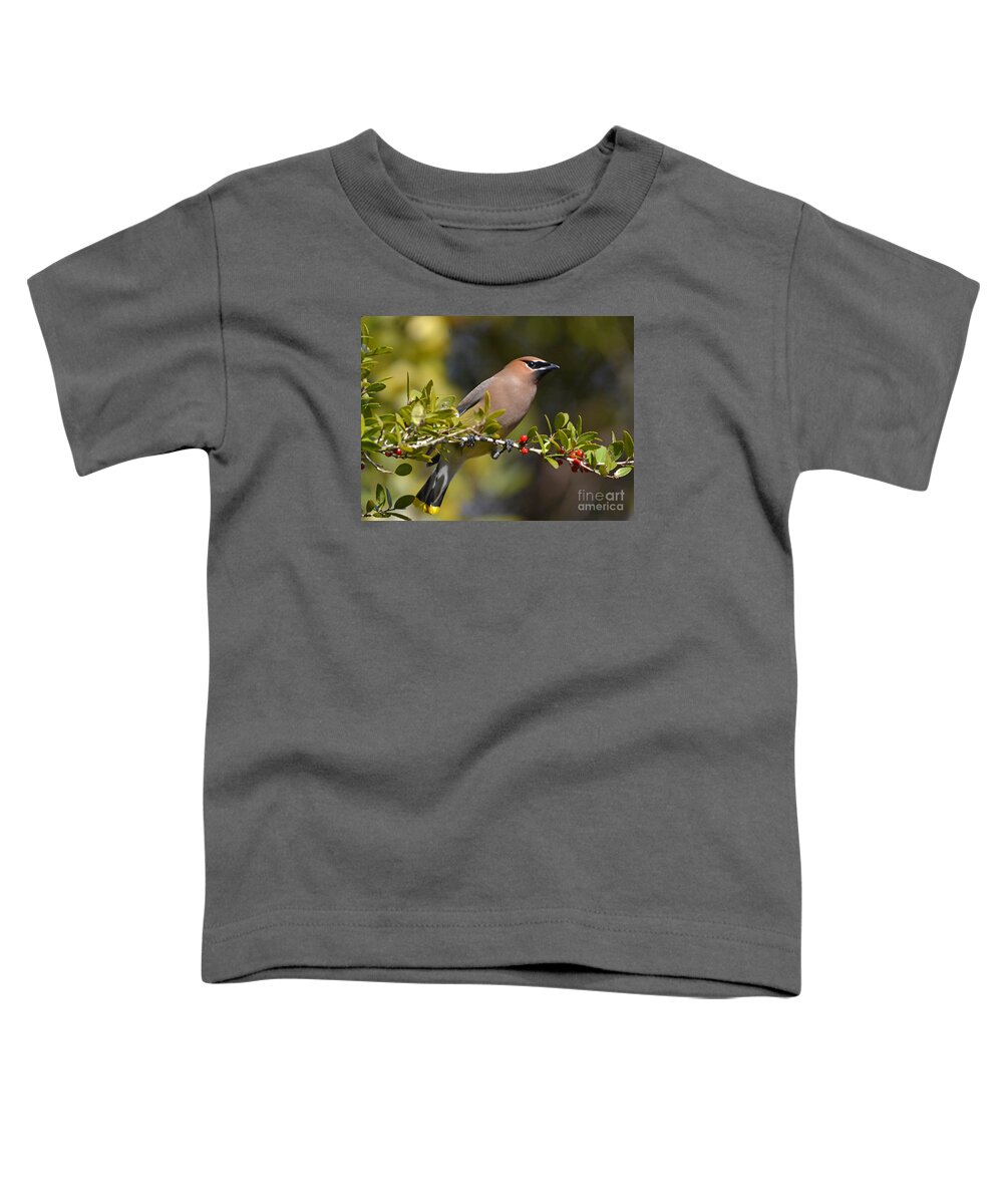 Cedar Waxwing Toddler T-Shirt featuring the photograph Cedar Waxwing And Red Berries by Kathy Baccari