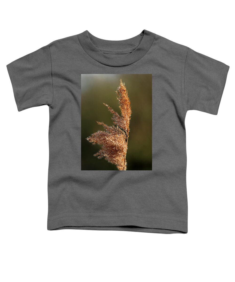Bright Toddler T-Shirt featuring the photograph Common Reed Seed Head by Rod Johnson