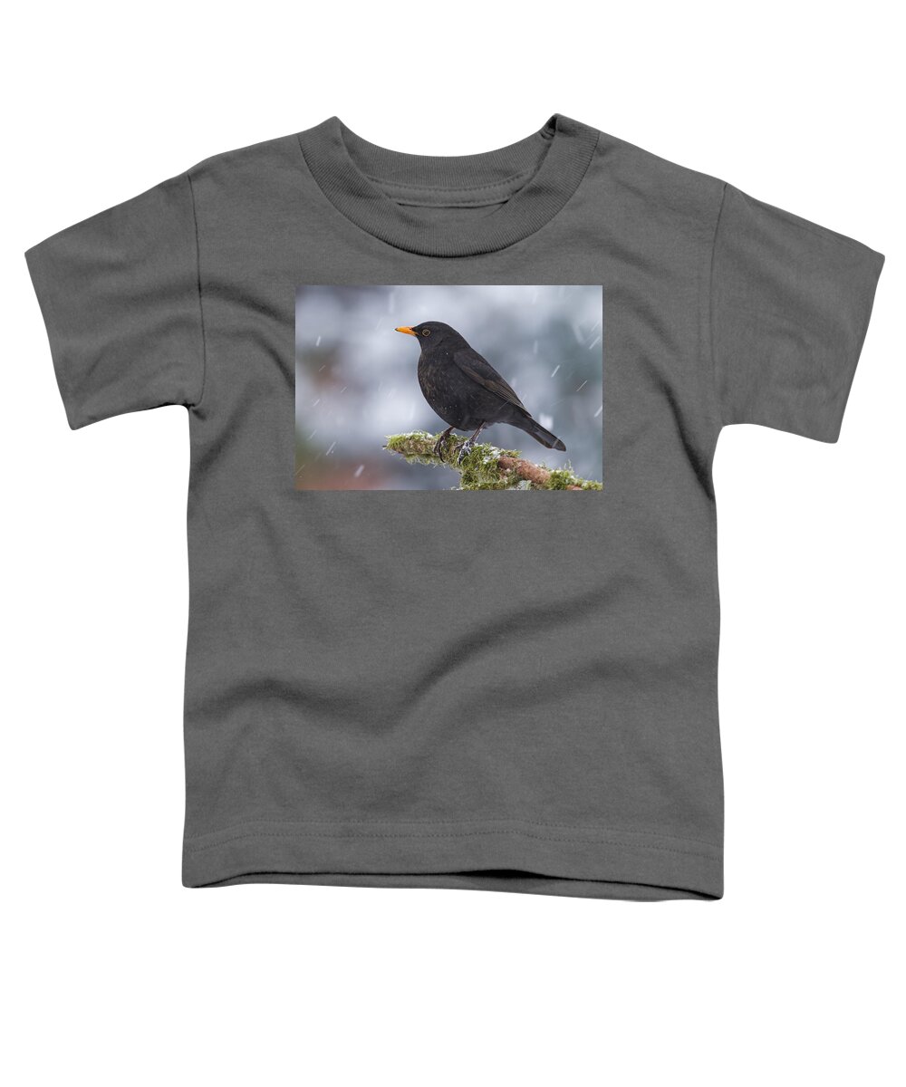 Nis Toddler T-Shirt featuring the photograph Eurasian Blackbird And Snowfall Germany by Helge Schulz