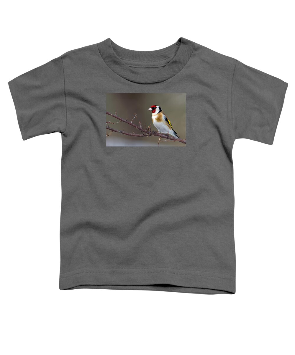 Goldfinch Toddler T-Shirt featuring the photograph European Goldfinch by Torbjorn Swenelius