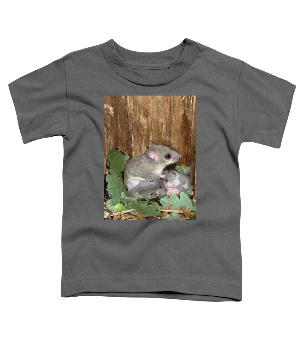 00196695 Toddler T-Shirt featuring the photograph Fat Dormouse Mother Nursing Young by Konrad Wothe