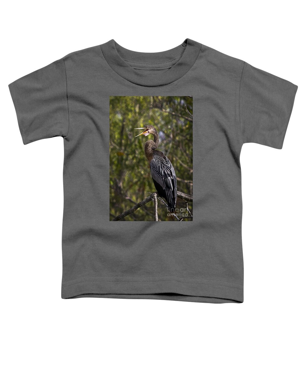 Anhinga Toddler T-Shirt featuring the photograph Female Anhinga by Ronald Lutz