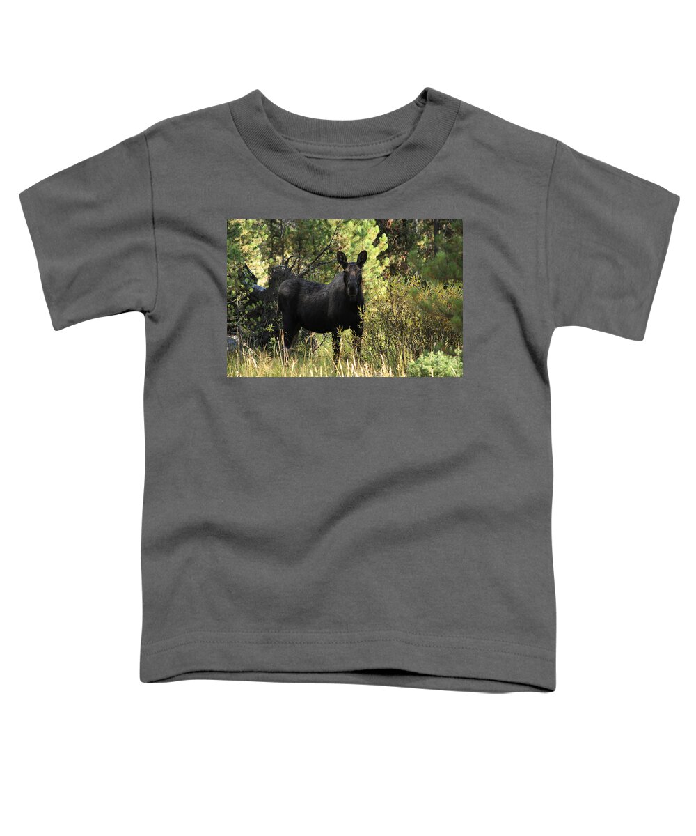 Grand Teton National Park Toddler T-Shirt featuring the photograph Female Moose by Aidan Moran