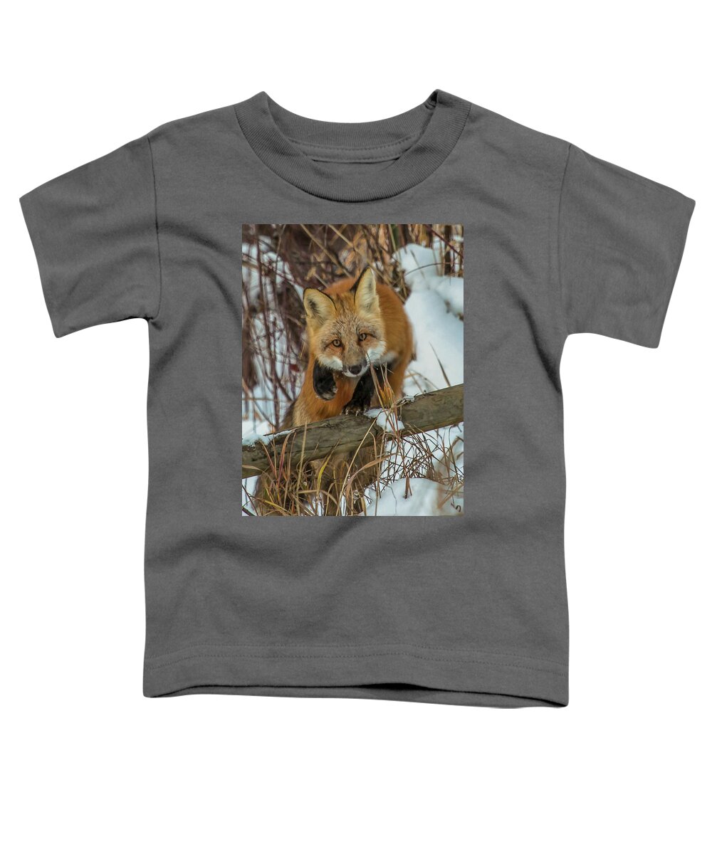 Fox Toddler T-Shirt featuring the photograph Fox Trot by Kevin Dietrich