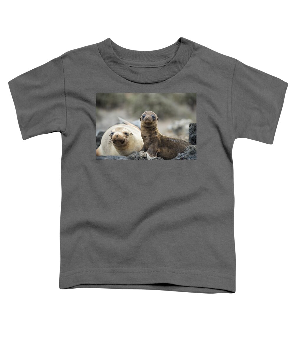 Tui De Roy Toddler T-Shirt featuring the photograph Galapagos Sea Lion And Pup Champion by Tui De Roy