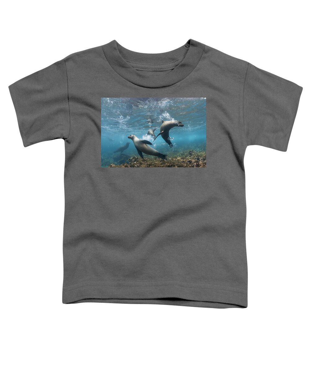 536779 Toddler T-Shirt featuring the photograph Galapagos Sealions Floreana Isl Ecuador by Tui De Roy