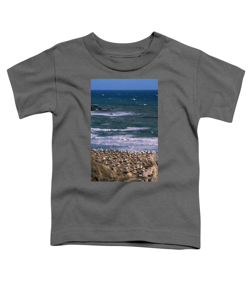Bird Toddler T-Shirt featuring the photograph Gannet Colony At Muriwai, West by Ralph Talmont