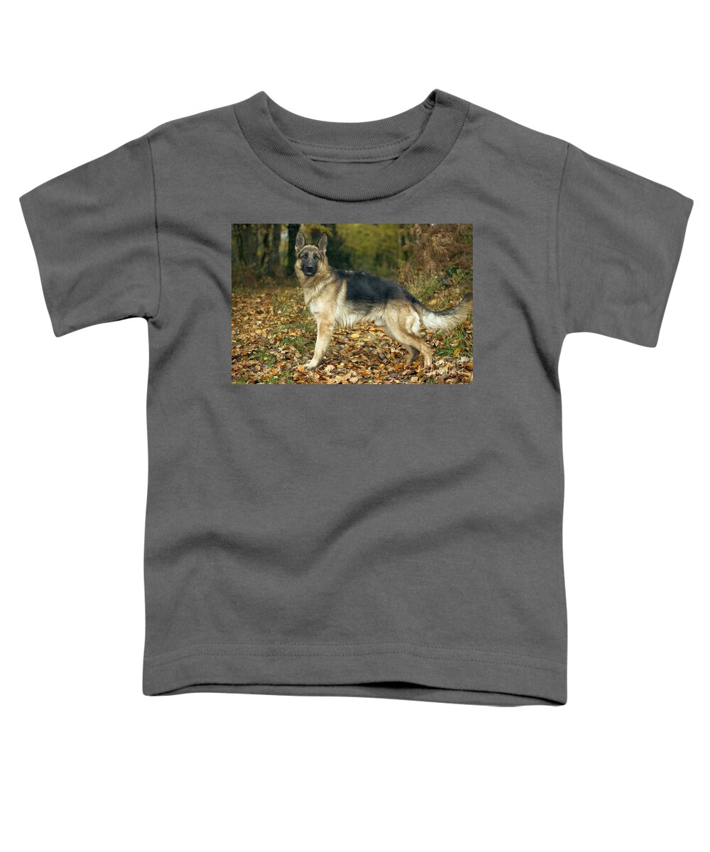 German Shepherd Toddler T-Shirt featuring the photograph German Shepherd by Jean-Michel Labat