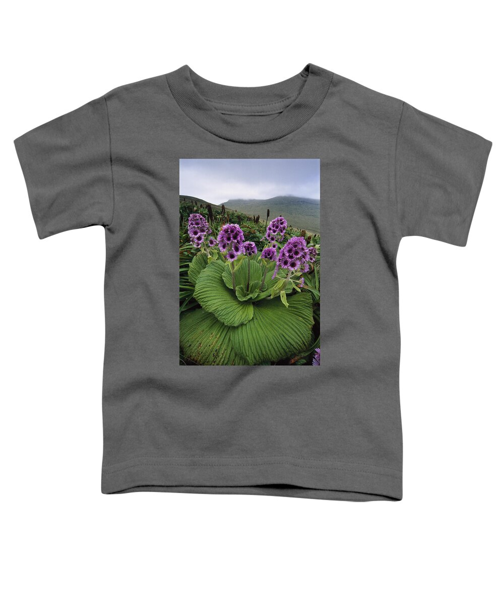 Feb0514 Toddler T-Shirt featuring the photograph Giant Daisy In Full Bloom Campbell by Tui De Roy